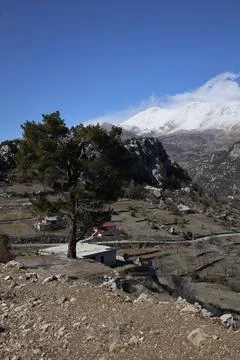 Mountain tree landscape Stock Photos