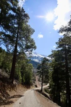 Mountain tree landscape Stock Photos