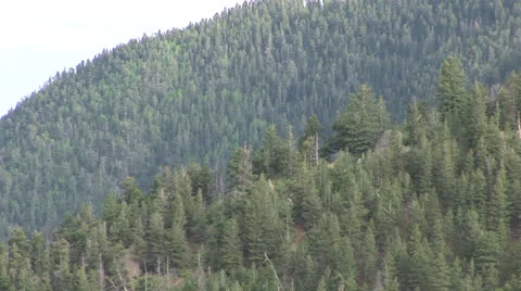 Mountain Tree line  스톡 동영상 26051772