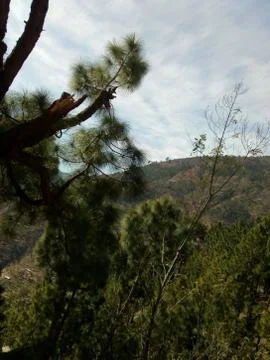 Mountain tree in manali Фото
