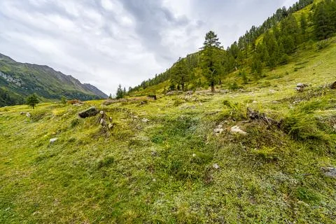 A mountain with a tree in the middle of a field Stock Photos