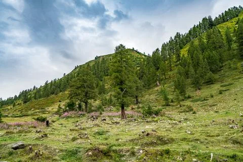 A mountain with a tree in the middle of a field Stock Photos