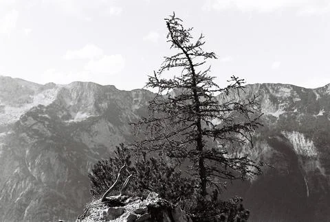 Mountain Tree Stock Photos