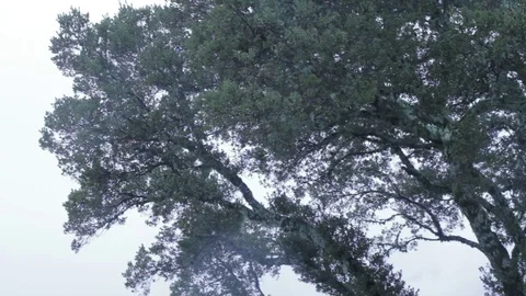 Mountain Tree in Rain Stock Footage 82447164
