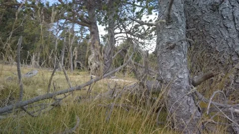 Mountain tree with swing by the wind grass Stock Footage 180980386