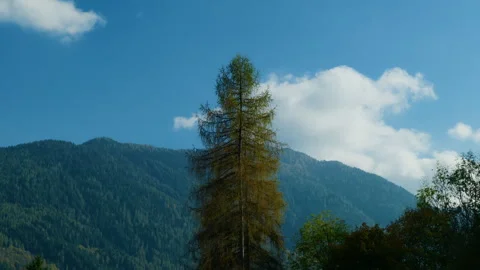 Mountain Tree Top with Lush Valley in Background Stock Footage 320236771