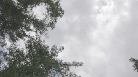 Mountain tree view Stock Footage 160154154