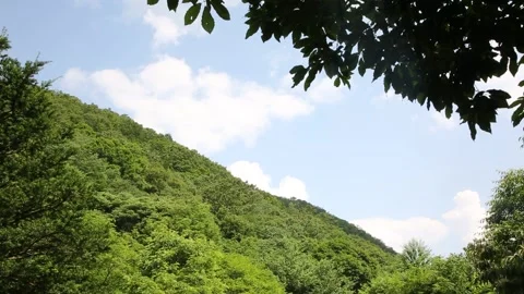 Mountain with trees and blue sky 스톡 동영상 303391830