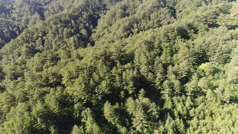 Mountain with trees and blue sky Video stock 303391845