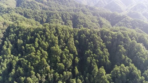 Mountain with trees and blue sky Video stock 303391848