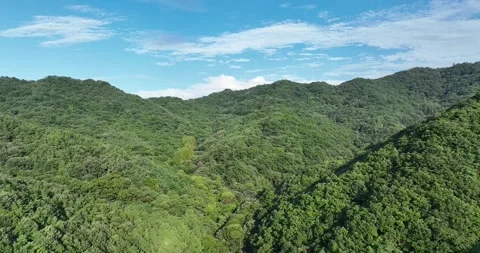 Mountain with trees and blue sky Video stock 303550874
