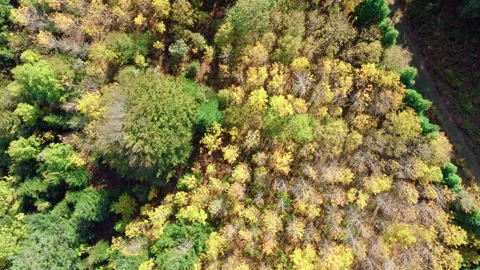 Mountain Trees In Autumn Colors Stock Footage 254950306