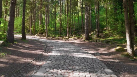 Mountain trees cobblestone path walkway gimbal Stock Footage 342596086