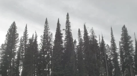 Mountain Trees FLAT Stock Footage 34473436