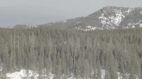 Mountain Trees FLAT Stock Footage 34473528