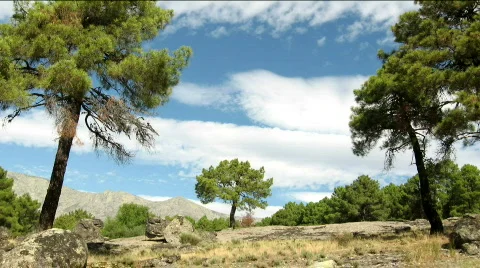 Mountain trees Stock Footage 531566
