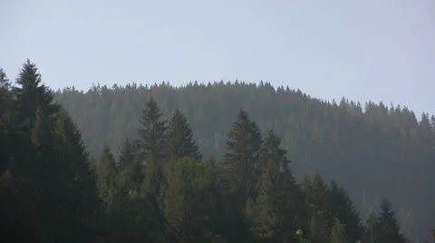 Mountain Trees Video stock 1013208