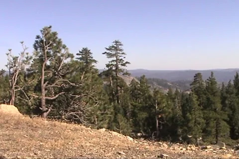 Mountain trees Stock Footage 8655582