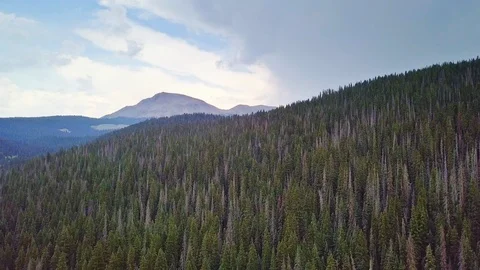 Mountain Trees Stock Footage