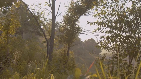 Mountain Trees Stock Footage 138715905