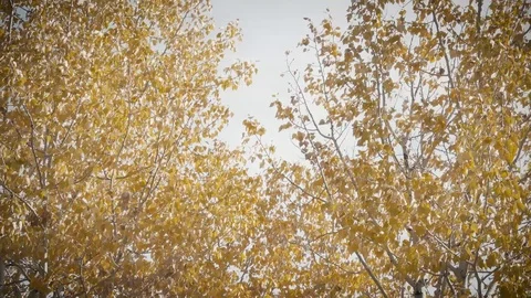 Mountain Trees with Orange and Yellow Leaves Swaying in the Breeze Stock Footage 90870397