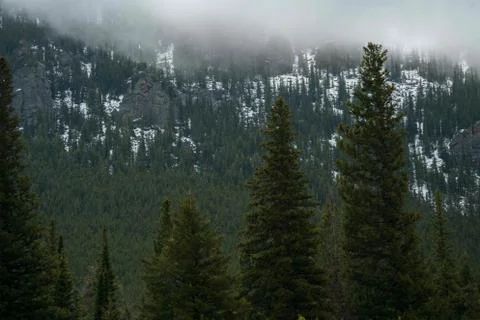 Mountain Trees Stock Photos
