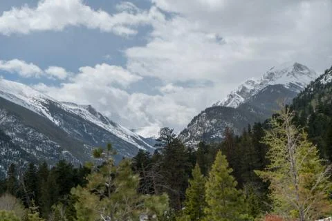 Mountain Trees Stock Photos