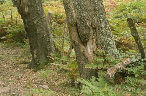 Mountain trees Stock Photos