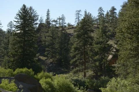 Mountain Trees Stock Photos