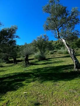Mountain trees 库存照片