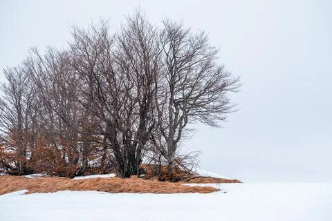 Mountain trees in the snow 스톡 사진