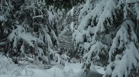 Mountain Trees Snowing Static 4K Stock Footage 59773230