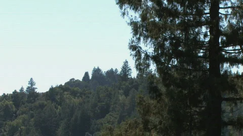 Mountain Treetops Video stock 612379