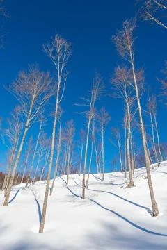 Mountain trip in the snow Foto stock