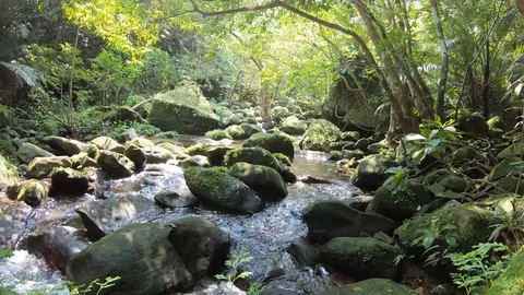 A mountain tropical stream. Stock Footage 107690516