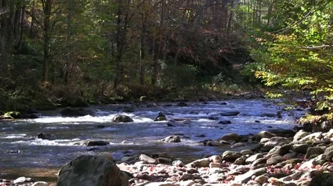 Mountain Trout Stream Stock Footage