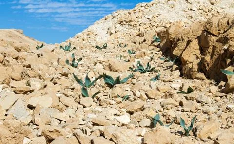 Mountain tulips . Stock Photos