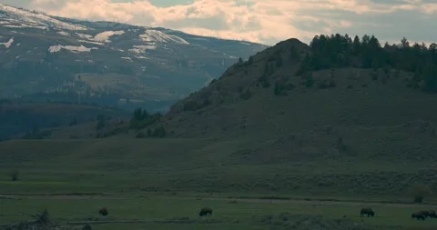 Mountain, valley and a bison herd Stock Footage 337241326