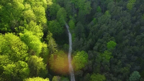 Mountain valley forest road between green trees. Aerial 4k drone top view. Stock Footage 154043533