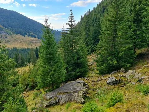 Mountain Valley with Green Pine Forest and Big Rocks in Summer 스톡 사진