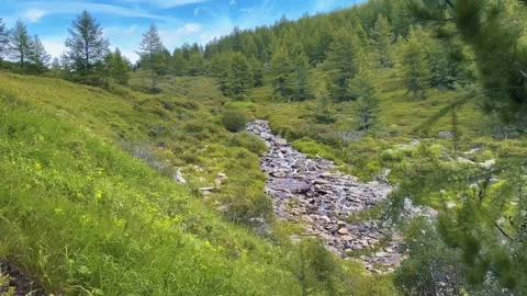 Mountain valley landscape, evergreen forest, rocky streambed, natural sunlight Vídeo Stock 347349584