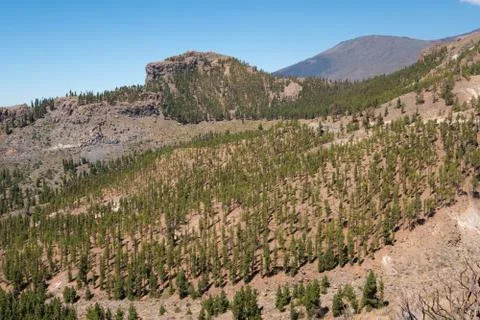 Mountain valley with pine tree forest, Teide, Tenerife, Stock Photos