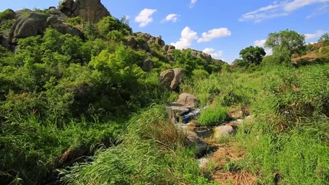 Mountain valley with a river surrounded by reeds and trees among rocks. Stock Footage 169882399