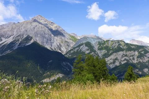 Mountain valley spring landscape. High mountains in background and yellow fie Stock-Fotos