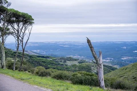 Mountain valley view from pine ridge Stock Photos