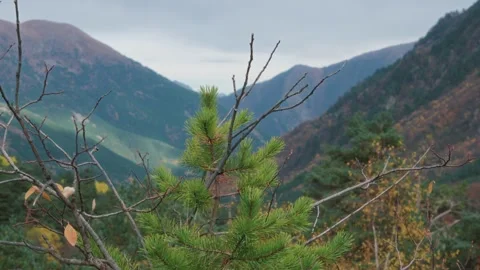 Mountain Valley View With Pine Tree in Autumn Video stock 327464174