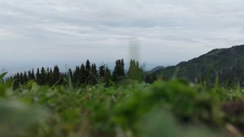 Mountain valley view with pine trees and grass Stock Footage 345388317