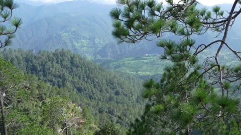 Mountain Valley View with Terraced Fields and Pine Trees - 4K Stock Footage 312589516