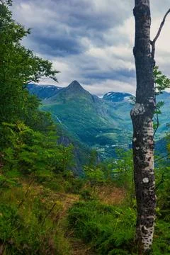 Mountain valley view through birch forest, Norway Stock-Fotos