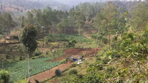 Mountain Vegetable Farm with Terraced Fields and Rural Landscape Stockbeeldmateriaal 345832778